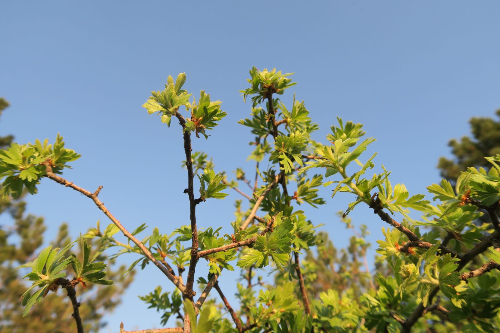 Canon PowerShot G7 X sample photo. Tree, nature, plant photography