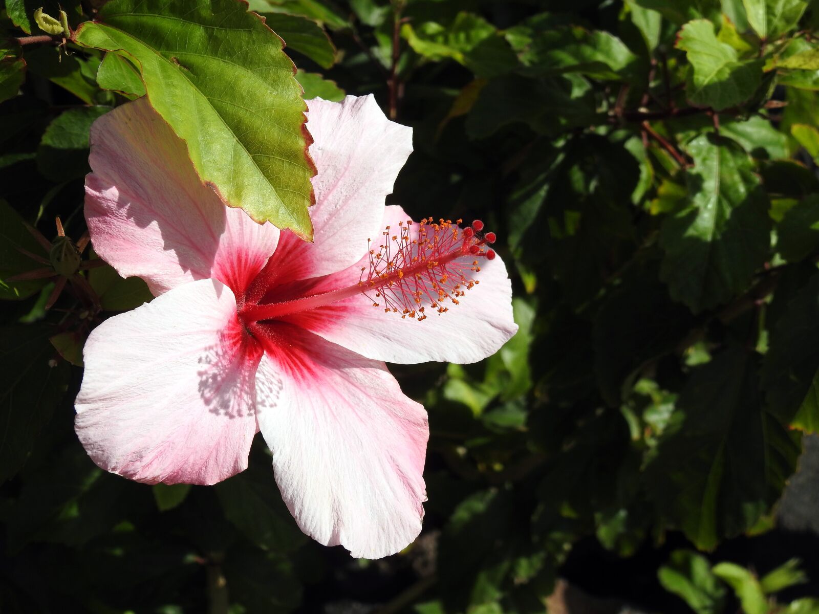 Nikon Coolpix P900 sample photo. Hibiscus, blossom, bloom photography