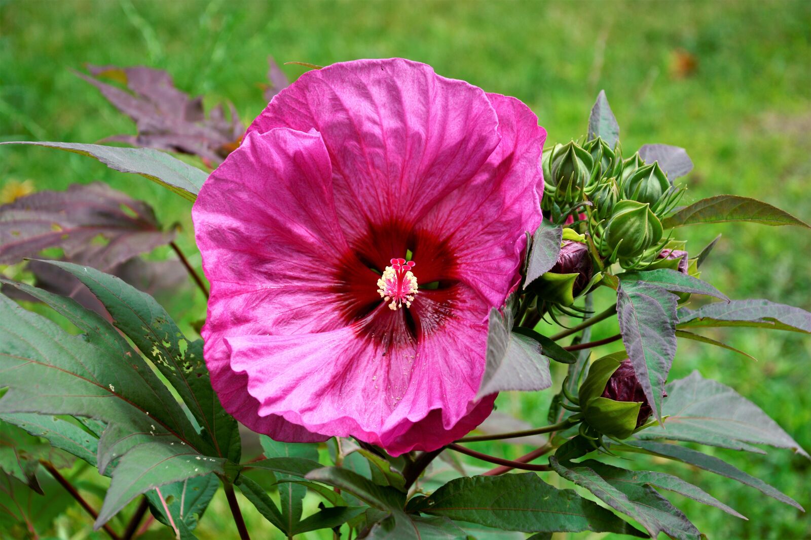 Nikon D7100 sample photo. Flower, large, pink photography