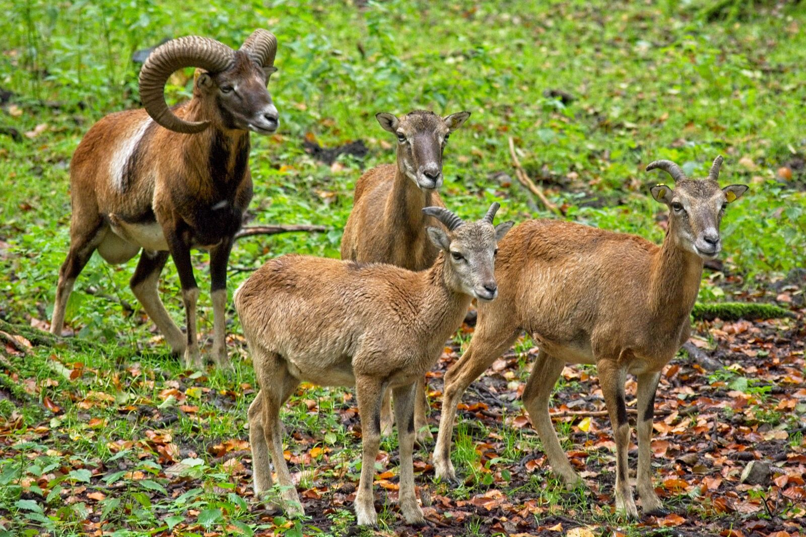 Nikon D7100 sample photo. Mouflon, wild sheep, nature photography
