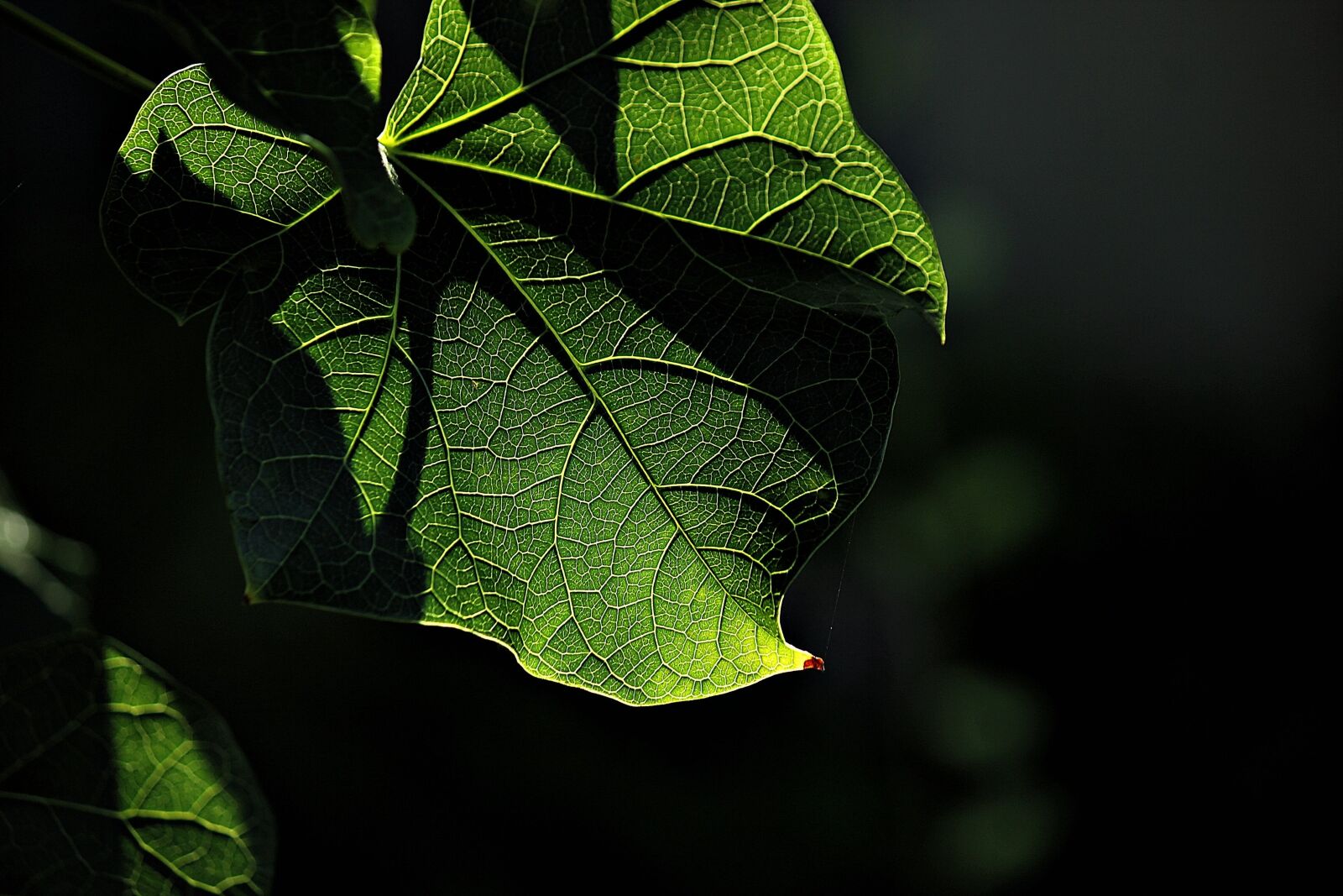 Canon EOS 550D (EOS Rebel T2i / EOS Kiss X4) sample photo. Shadow, green, exit photography