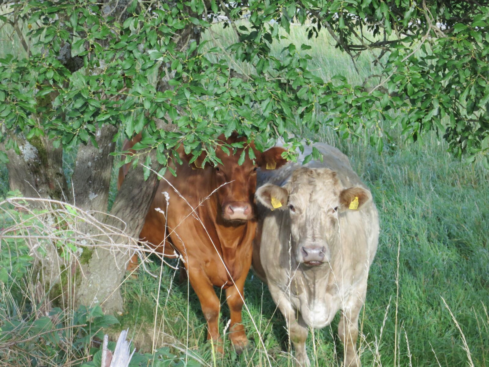 Canon PowerShot S100 sample photo. Cows, nature, pasture photography