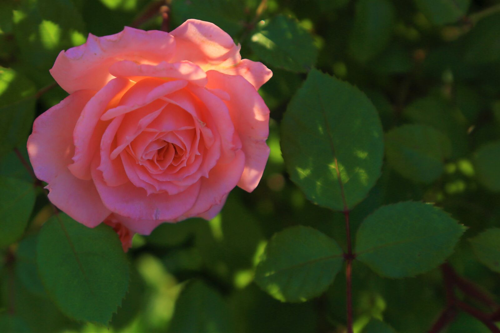 Canon EF 24-105mm F4L IS USM sample photo. Rose, spring, nature photography