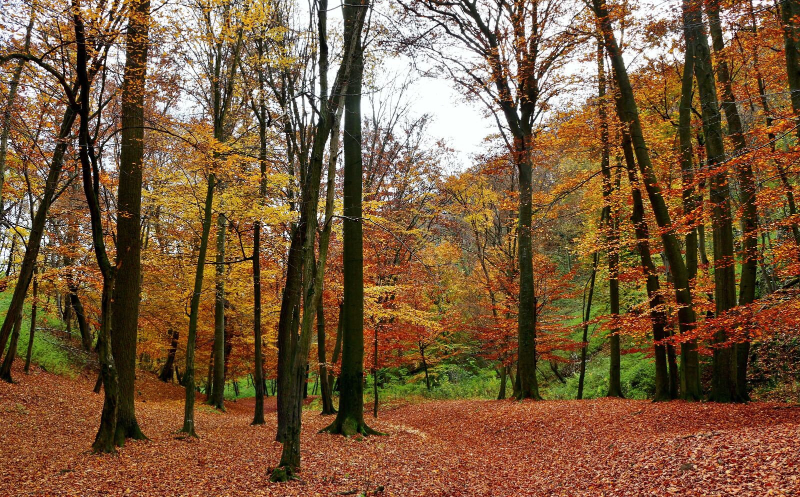 Canon EOS 650D (EOS Rebel T4i / EOS Kiss X6i) sample photo. Forest, autumn, trees photography