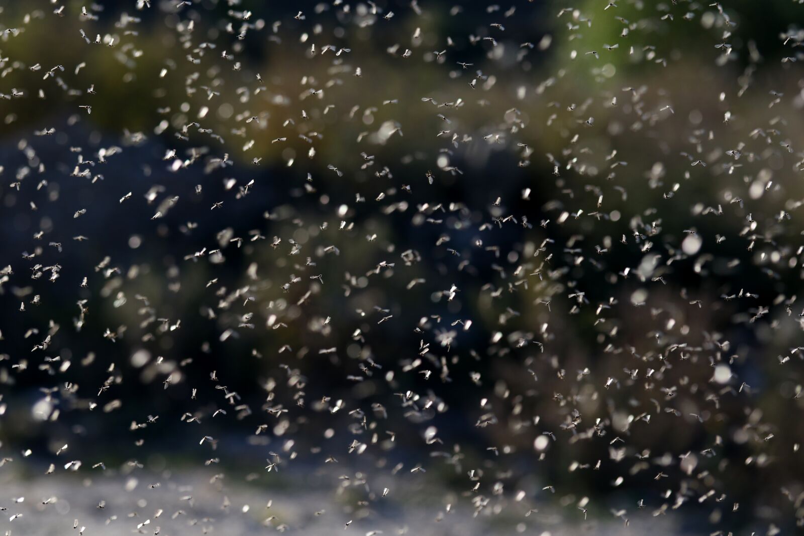 Canon EF-S 60mm F2.8 Macro USM sample photo. Ephemeris, flight, mating photography