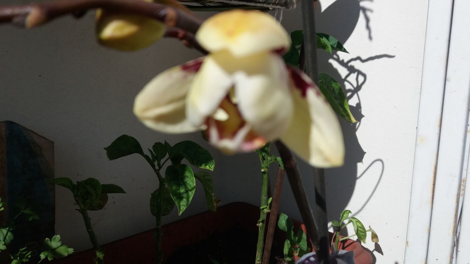 Samsung Galaxy J5 sample photo. Flower, orchid, orchids photography