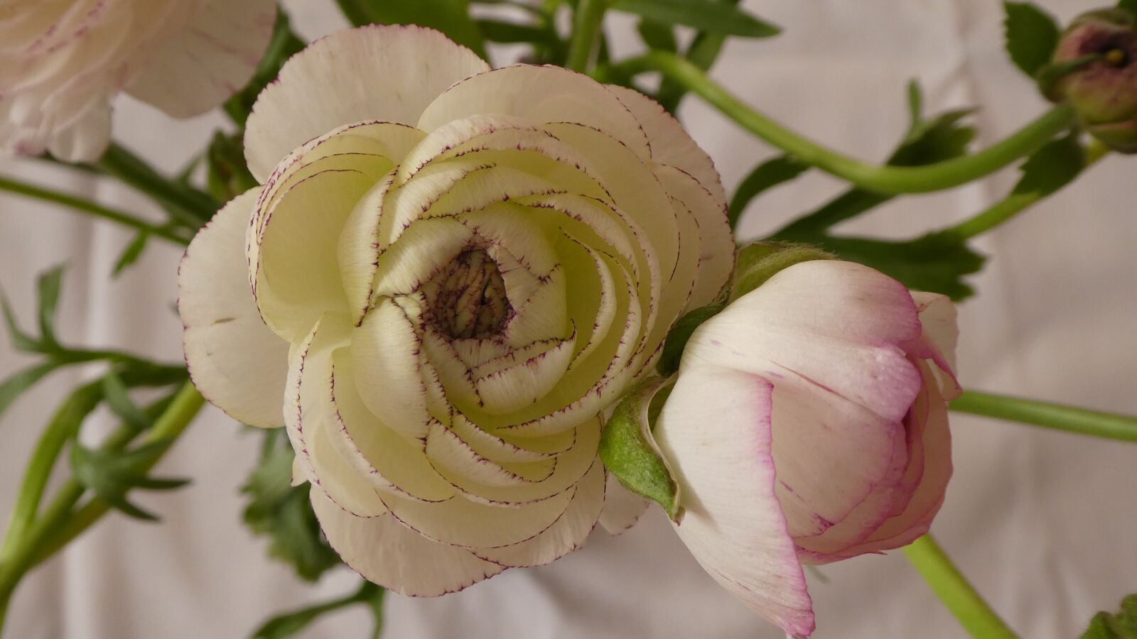 Panasonic DMC-TZ81 sample photo. Flower, ranunculus, delicate flower photography