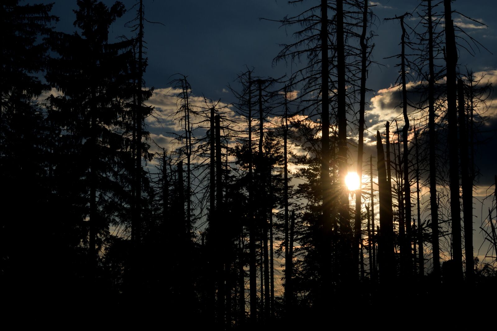 Nikon D3300 sample photo. The sun, forest, sky photography