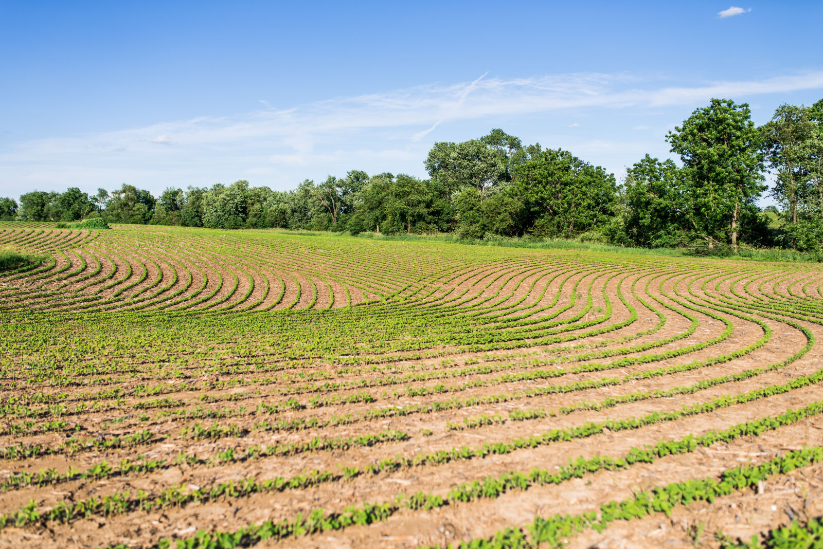 Sigma 35mm F1.4 DG HSM Art sample photo. America, bean, blue, blue photography