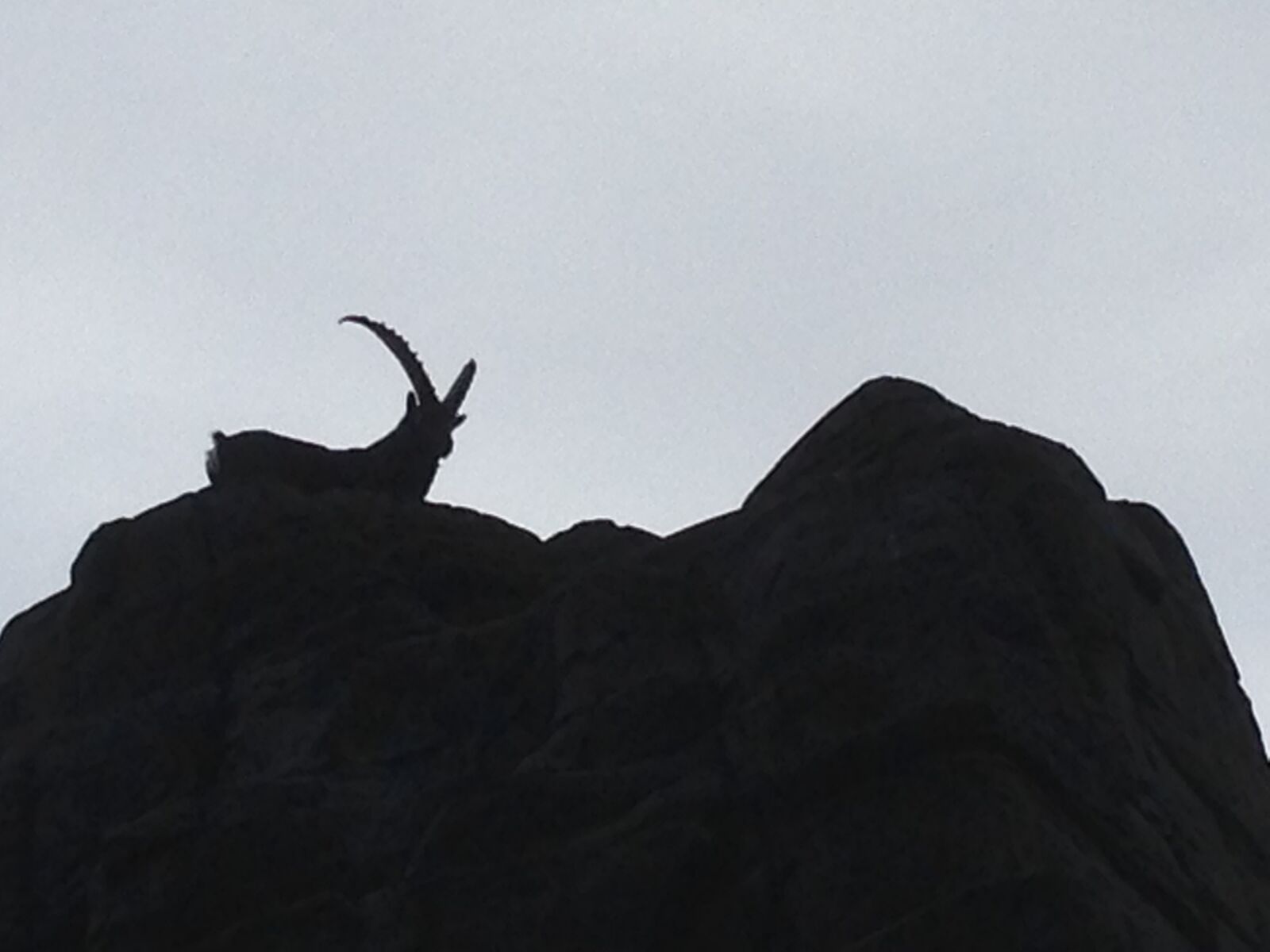 iPhone 5 back camera 4.12mm f/2.4 sample photo. Animal, nature, mountain photography