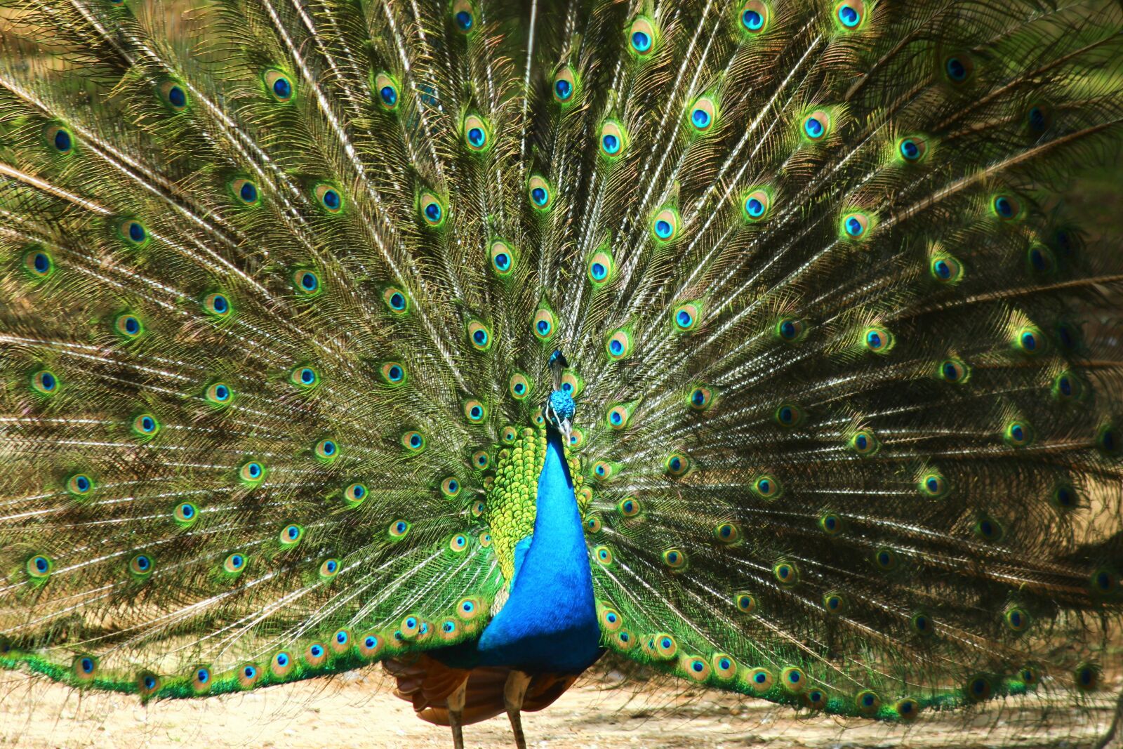 Canon EOS 600D (Rebel EOS T3i / EOS Kiss X5) sample photo. Peacock, birds, tail photography
