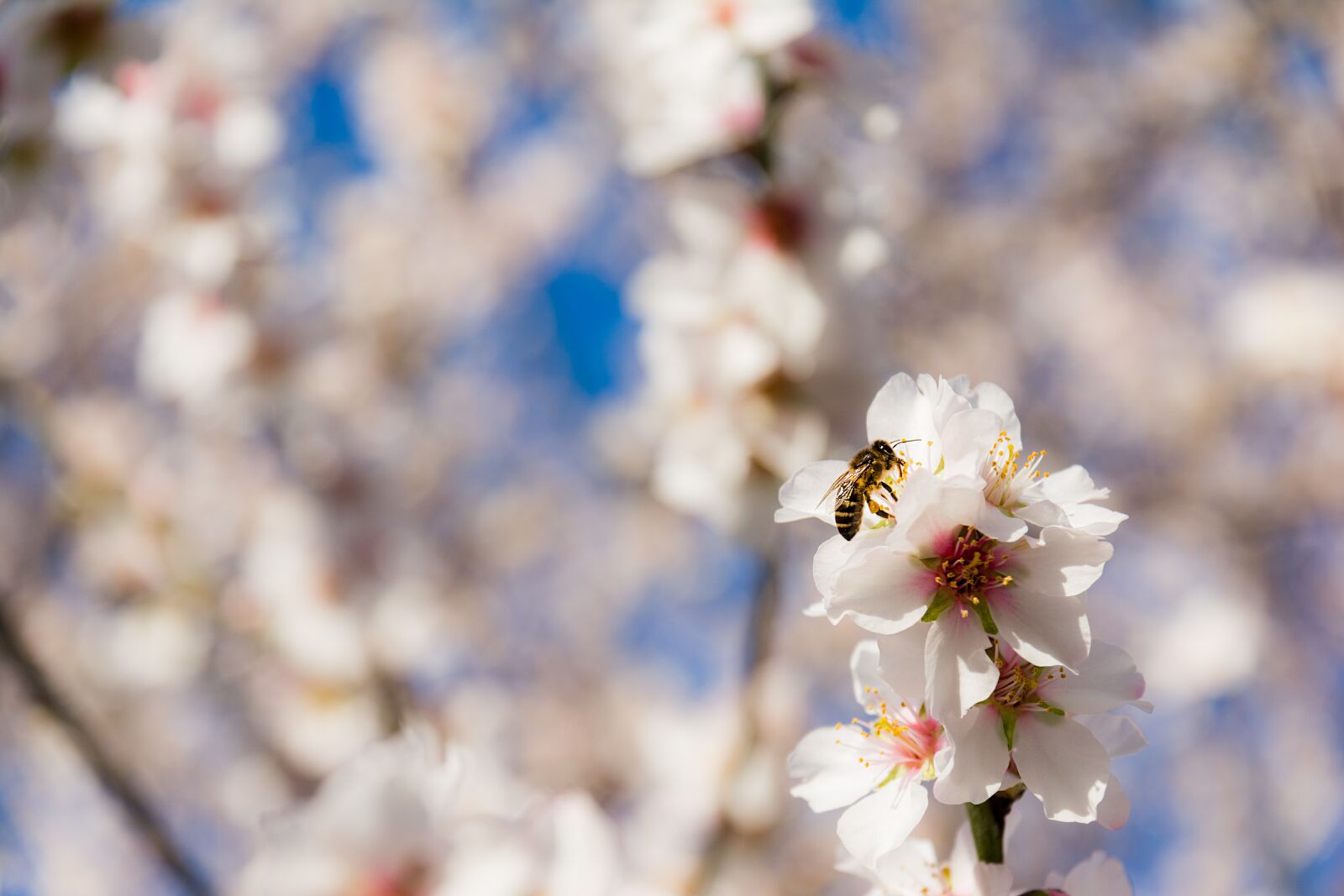 Nikon D7100 sample photo. Nature, flower, season photography