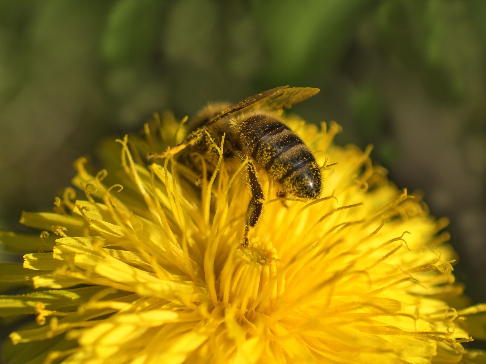 Nikon D5600 sample photo. Bee, flower, yellow photography