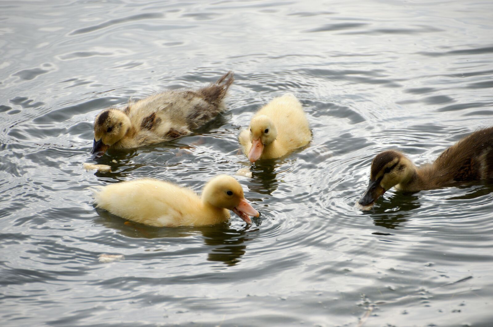 Nikon D3200 sample photo. Animal, ducklings, mallard photography