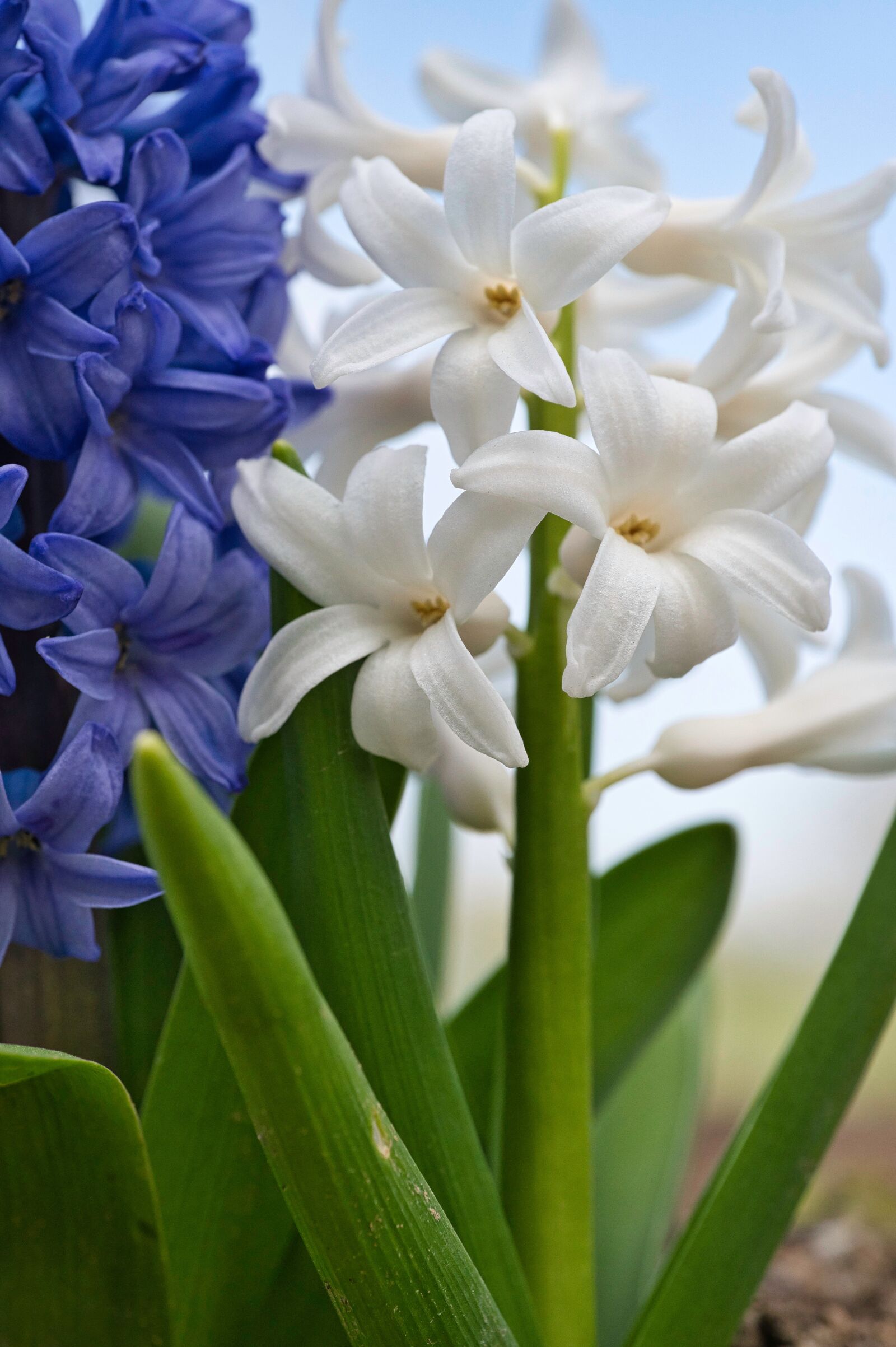 Nikon Nikkor Z 85mm F1.8 S sample photo. Hyacinth, flower, spring flower photography