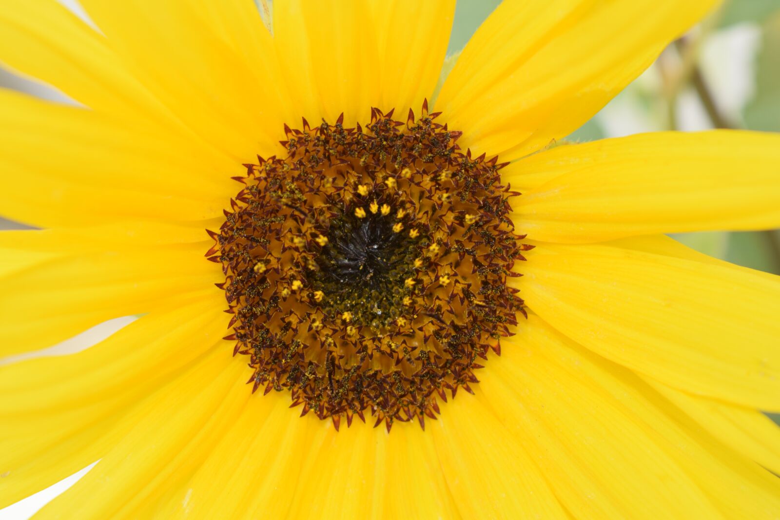 Nikon D3300 sample photo. Sunflower, flower, yellow flower photography