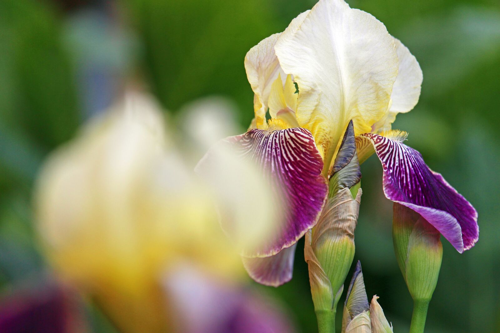 Canon EOS 700D (EOS Rebel T5i / EOS Kiss X7i) sample photo. Iris, lily, blossom photography