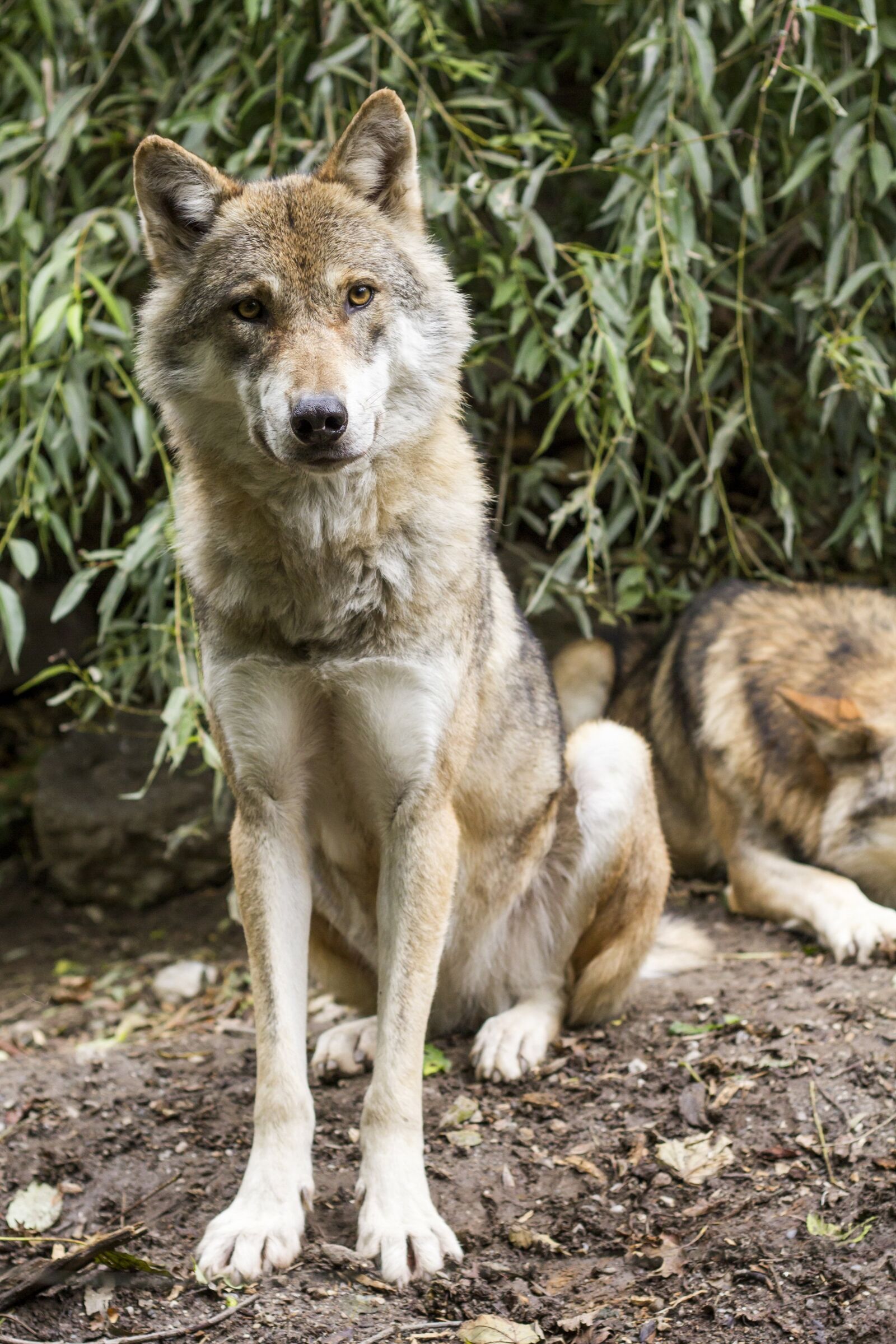 Canon EOS 60D + Canon EF 50mm F1.8 II sample photo. Wolf, canis lupus, european photography