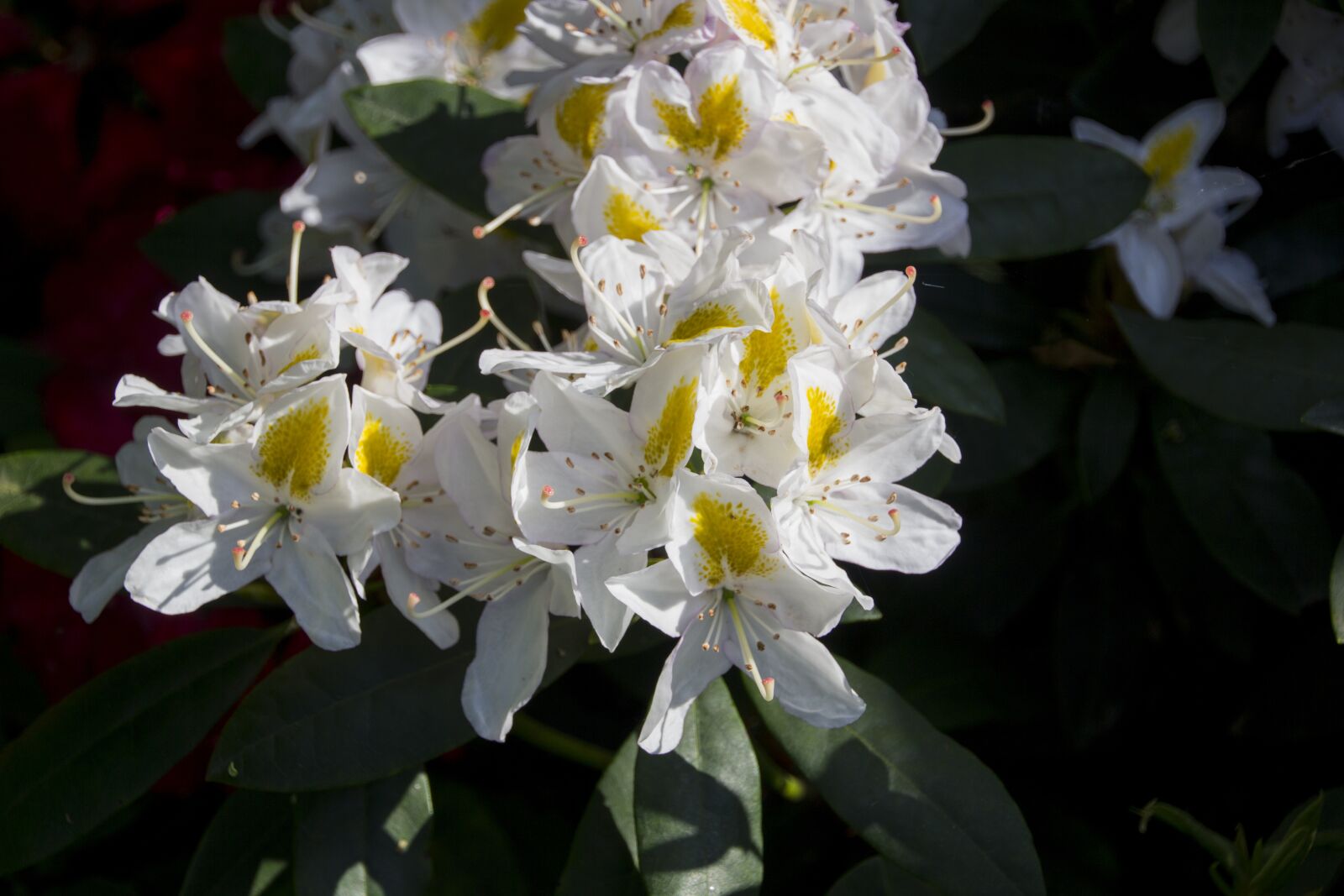 Canon EOS 60D sample photo. Rhododendron, flower, blossoms photography