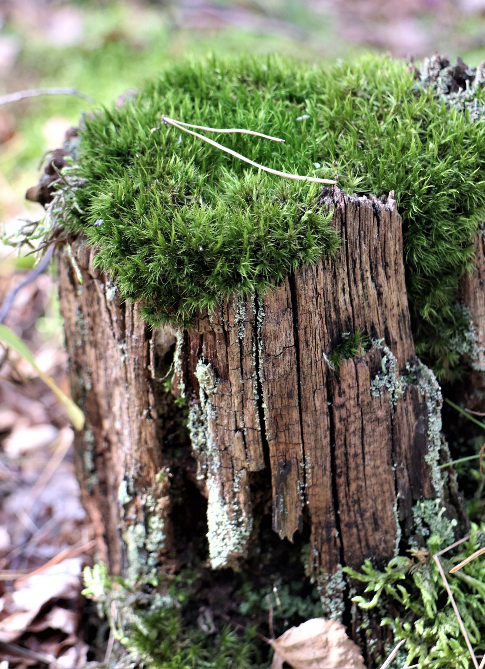Canon EOS M6 sample photo. October, forest, trunk photography