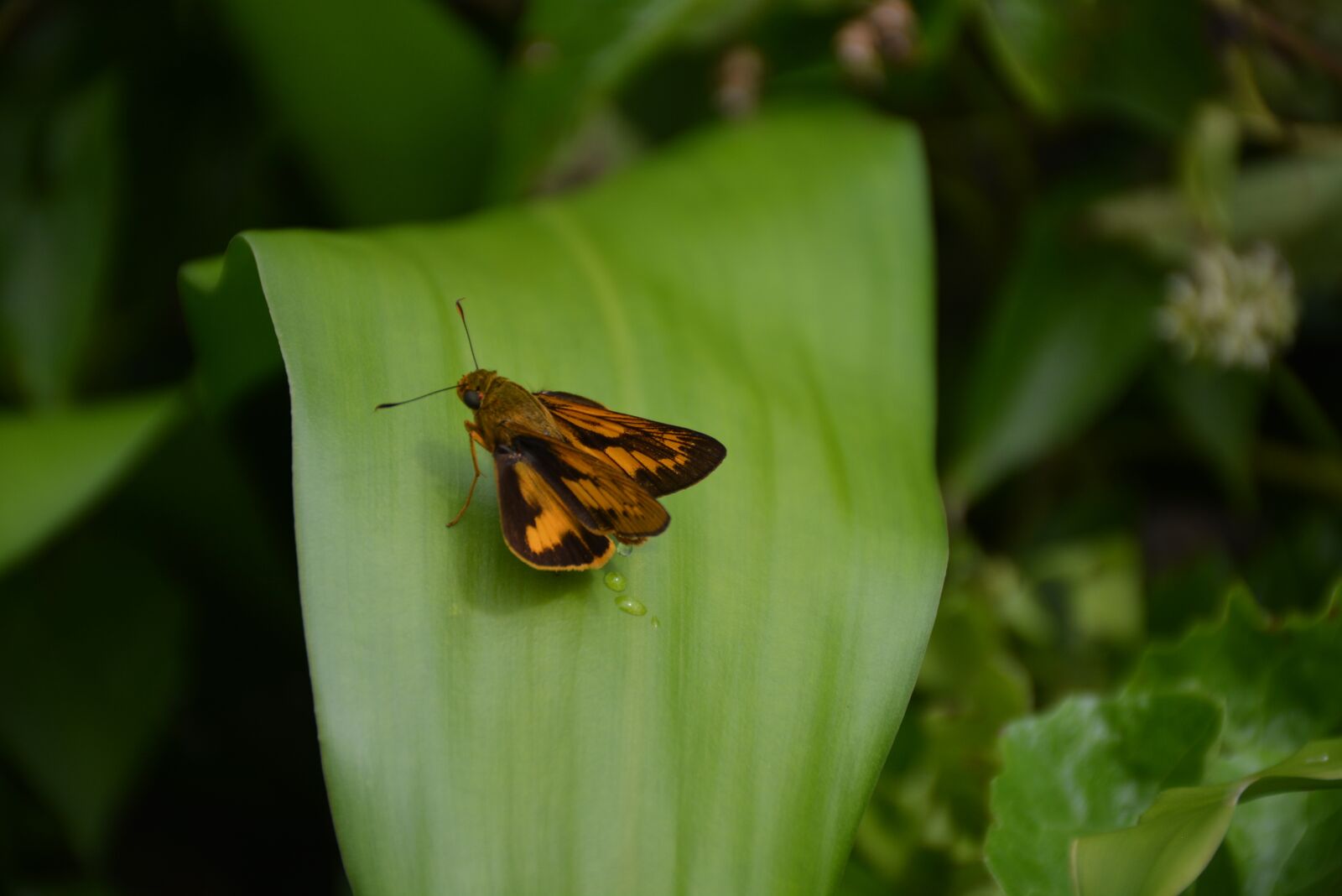 Nikon D5200 sample photo. Animal, butterfly, bug photography