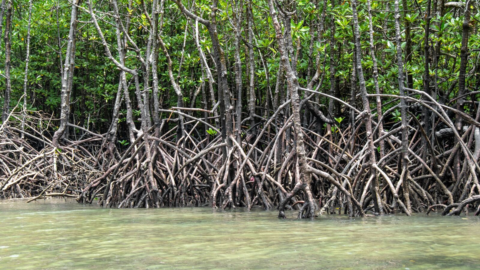 Nikon D5600 sample photo. Mangroves, trees, rocks photography