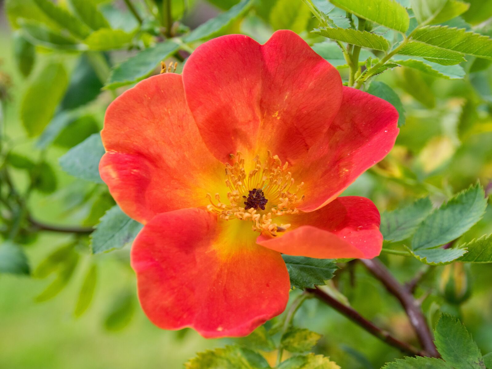 Nikon D5300 sample photo. Rose, flowers, orange photography