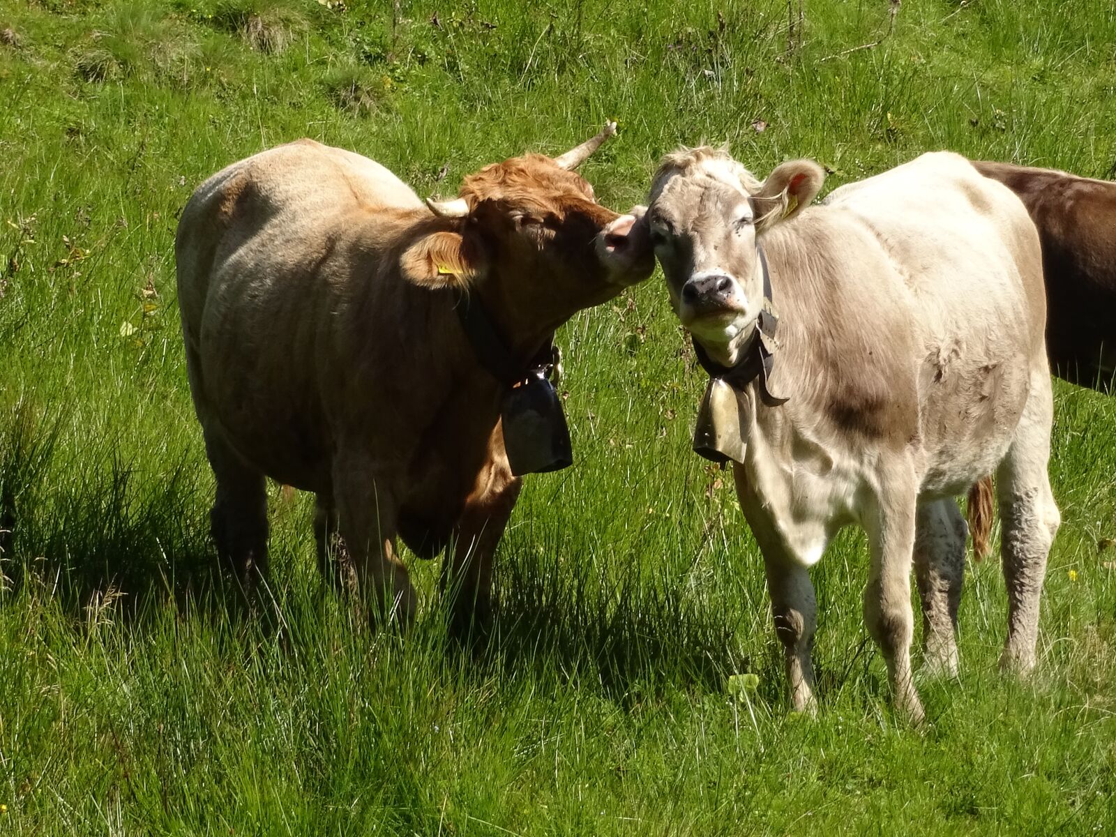 Sony Cyber-shot DSC-WX220 sample photo. Cow, contact, lick photography