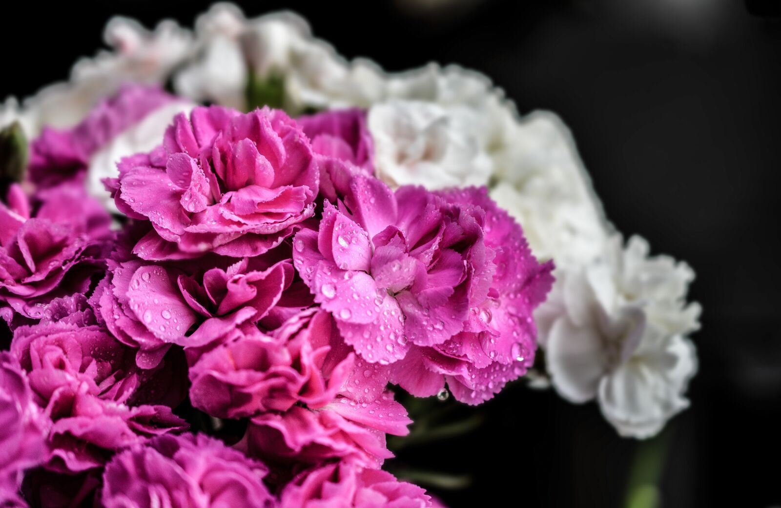 Nikon D5200 sample photo. Carnation, flowers, purple photography