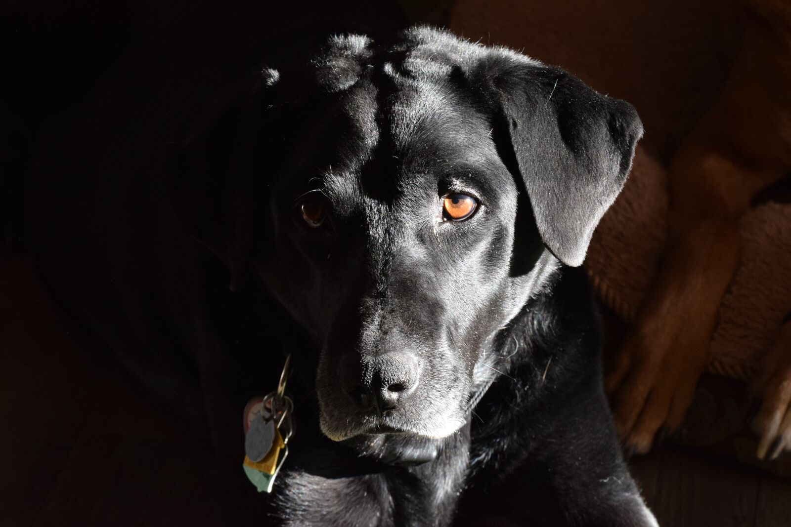 Nikon D5300 sample photo. Labrador retriever, black labrador photography
