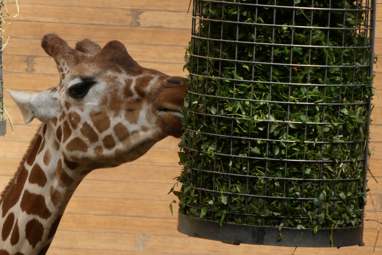 Panasonic Lumix DC-ZS70 (Lumix DC-TZ90) sample photo. Giraffe, green feeds, zoo photography