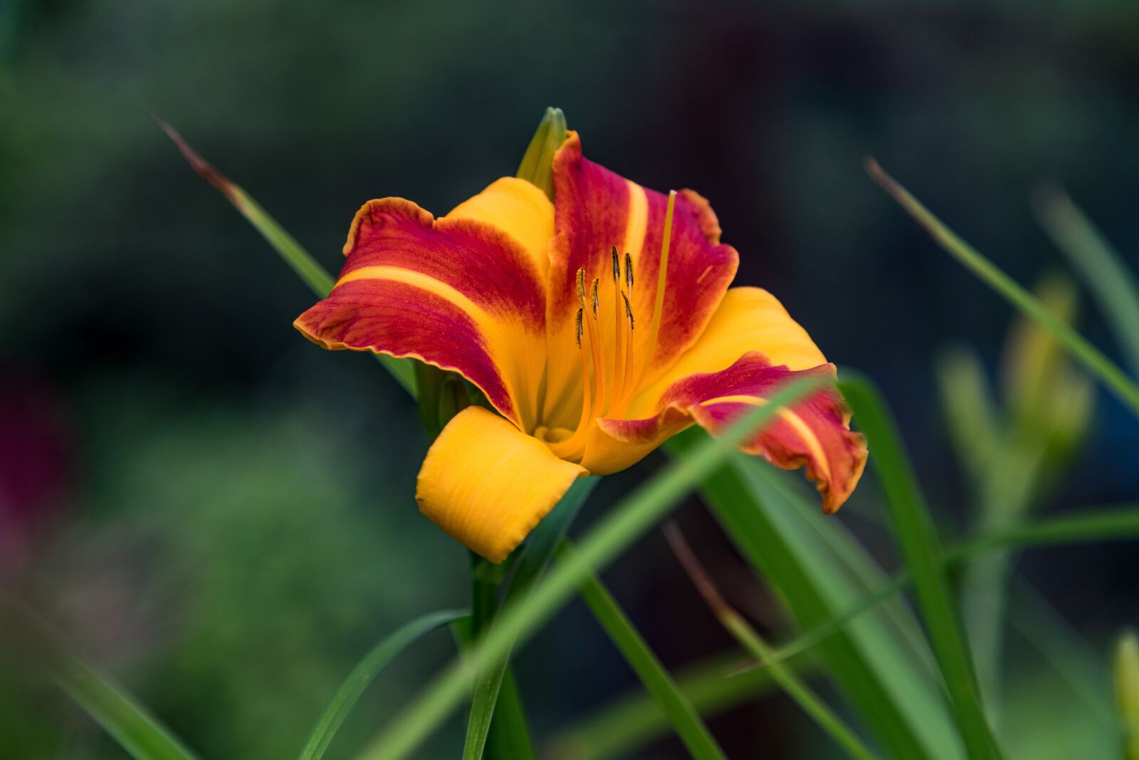 Canon EF 24-105mm F4L IS II USM sample photo. Day-lily, flower, petals photography