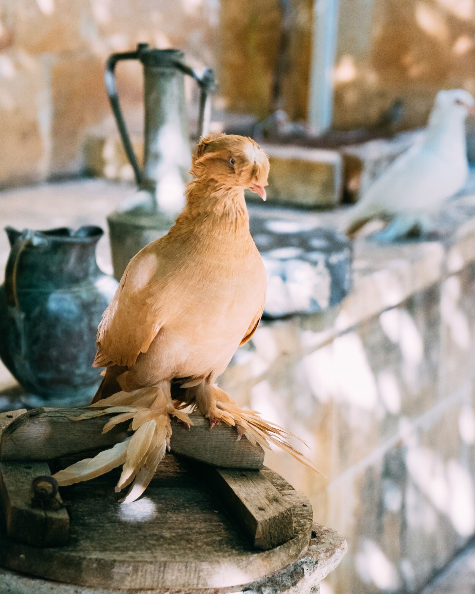 Sony a7 II + Sony FE 28-70mm F3.5-5.6 OSS sample photo. Dove, bird, beautiful photography