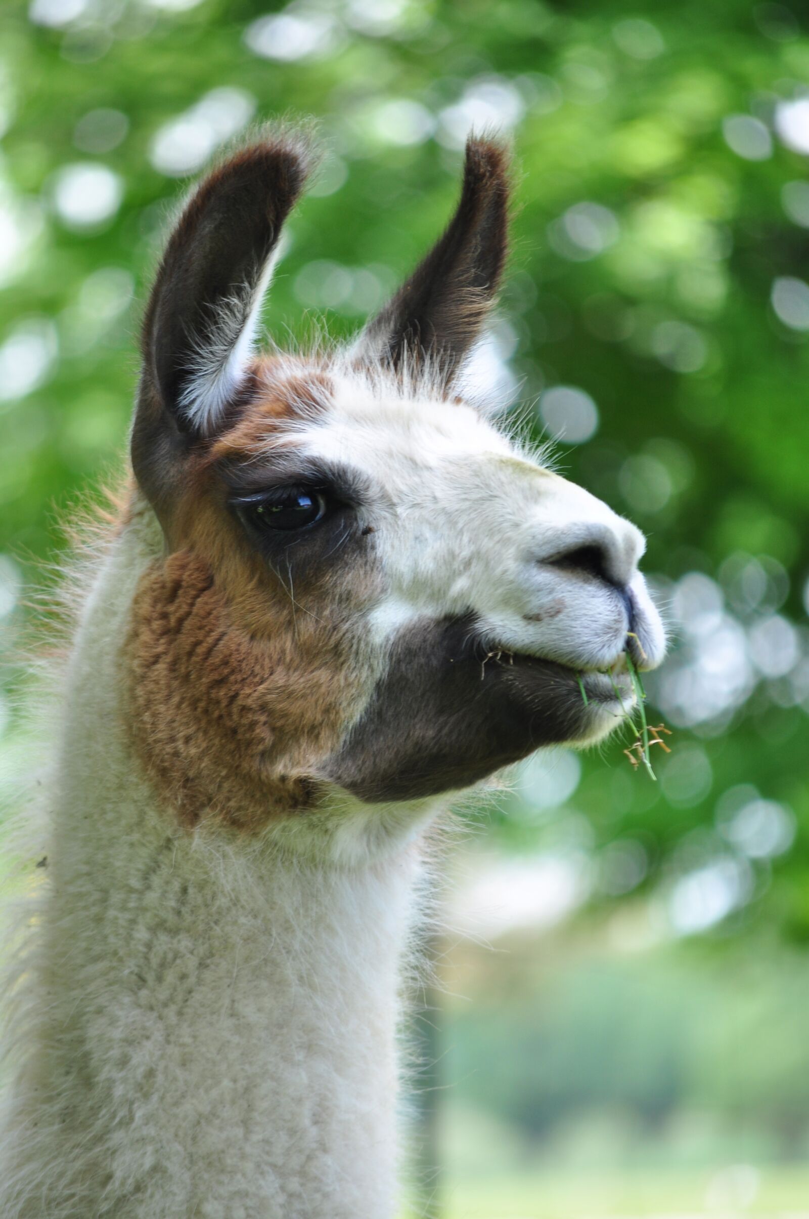 Nikon D90 sample photo. Llama, smile, animal photography