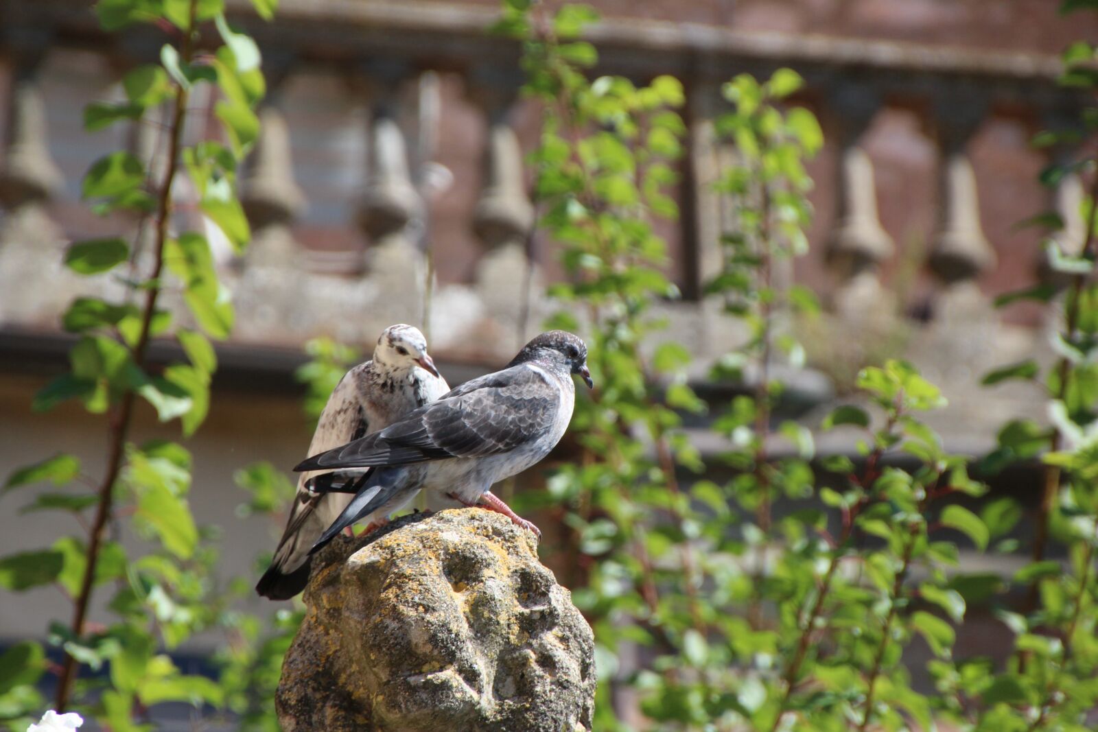 Canon EOS 1200D (EOS Rebel T5 / EOS Kiss X70 / EOS Hi) sample photo. Pigeons, bird, street deaf photography