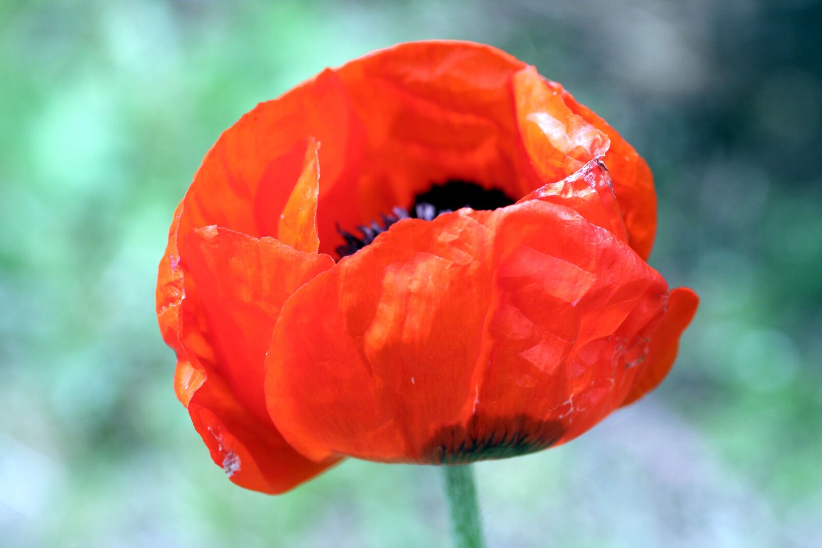 Canon EOS 350D (EOS Digital Rebel XT / EOS Kiss Digital N) sample photo. Poppy, flower, pistil photography