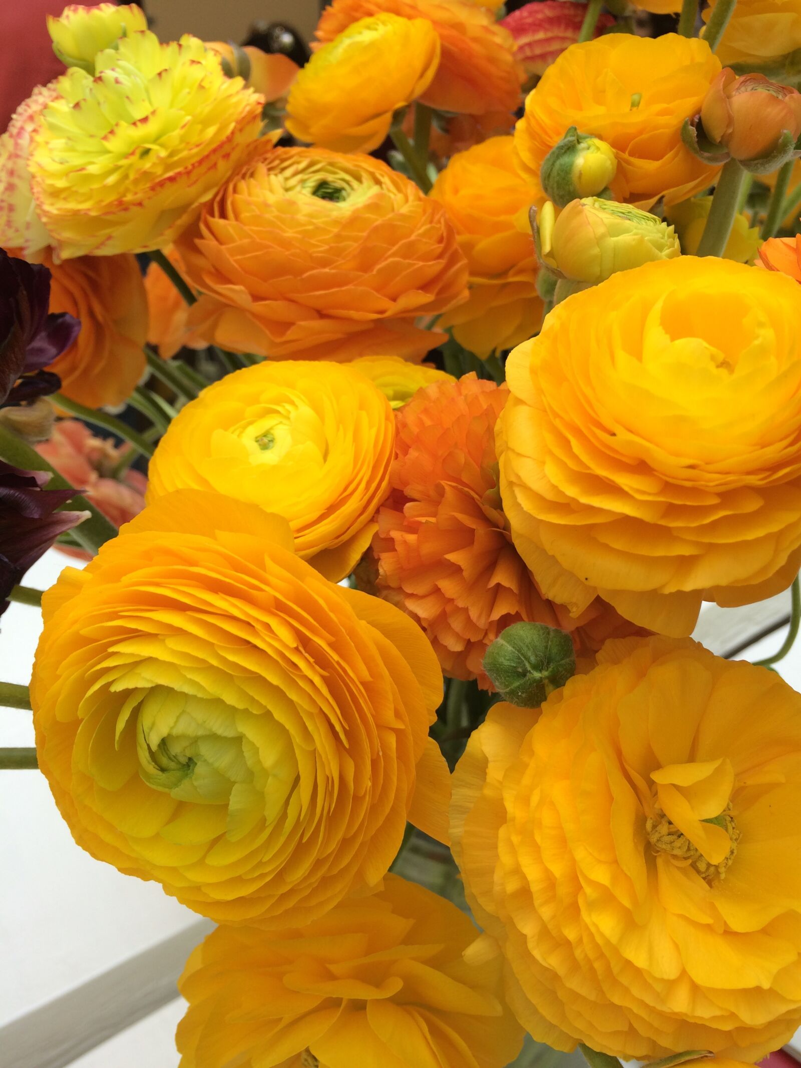 iPhone 5s back camera 4.15mm f/2.2 sample photo. Flower, yellow, white photography