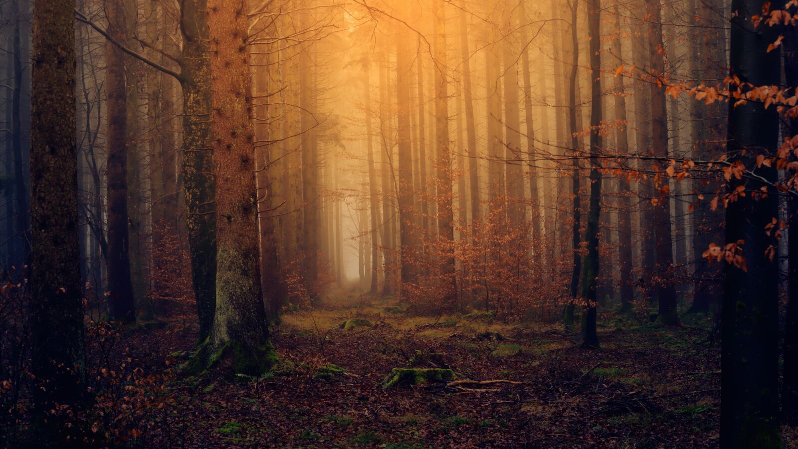 Sony a7 + Sony DT 50mm F1.8 SAM sample photo. Forest, light, twilight photography