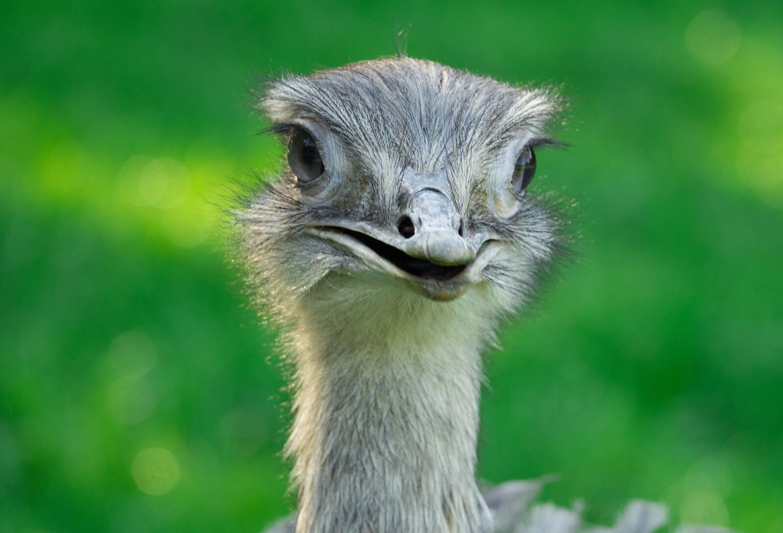 Sony Cyber-shot DSC-RX10 III sample photo. Rhea bird, bird, flightless photography