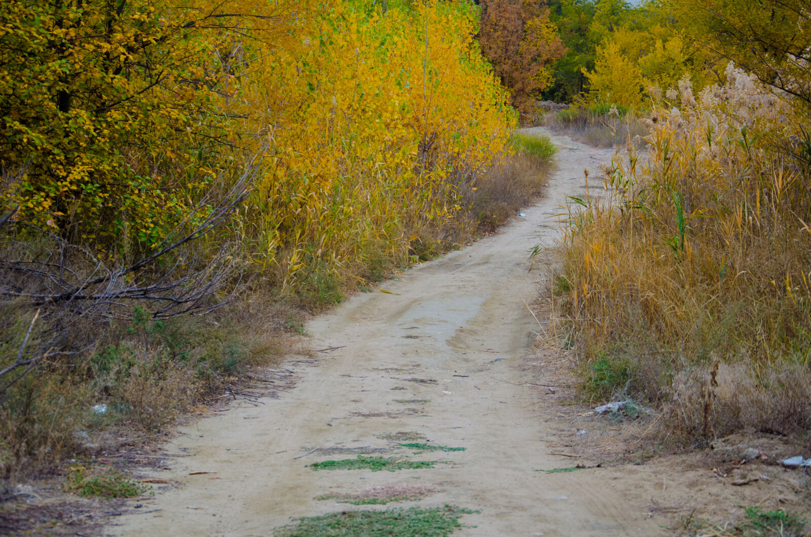 Nikon D5100 sample photo