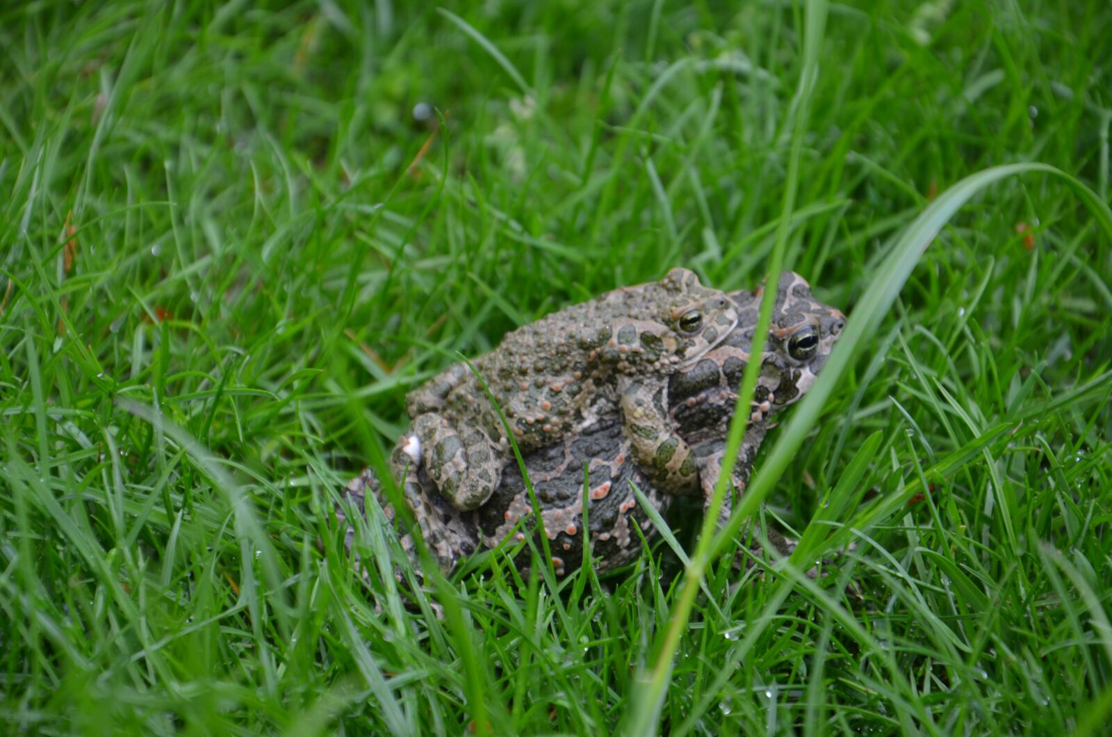 Nikon D5100 sample photo. Toads, grass, love photography