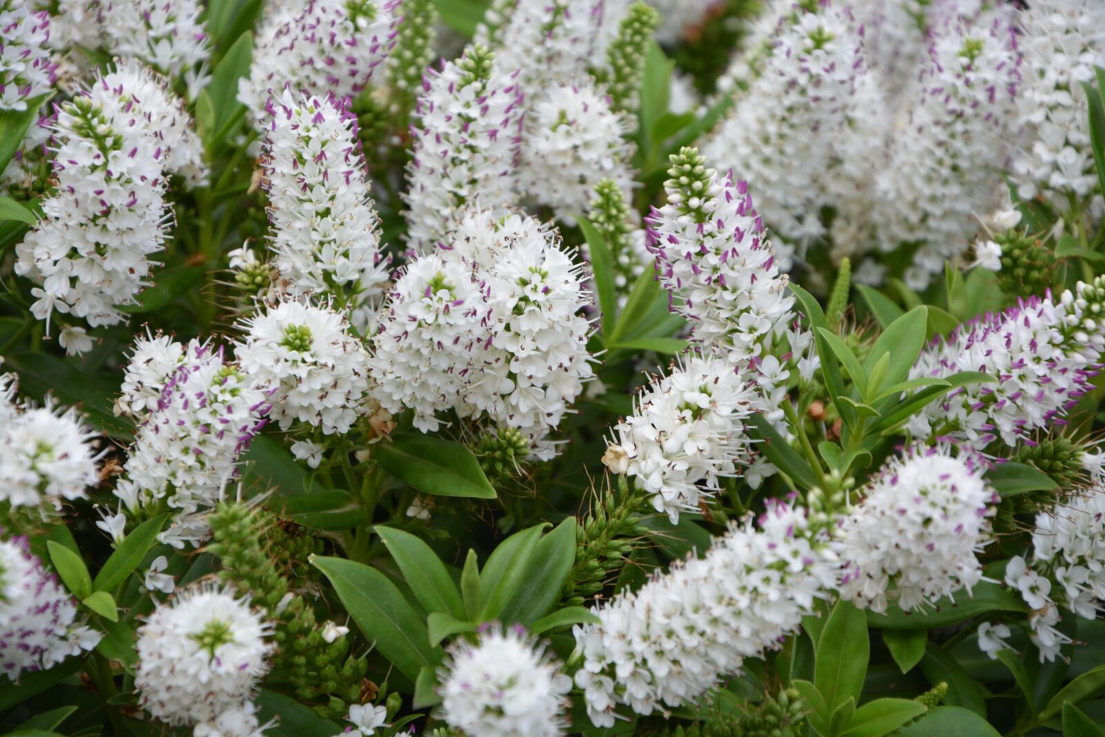 Nikon D5200 sample photo. Flowers, plant, veronique white photography