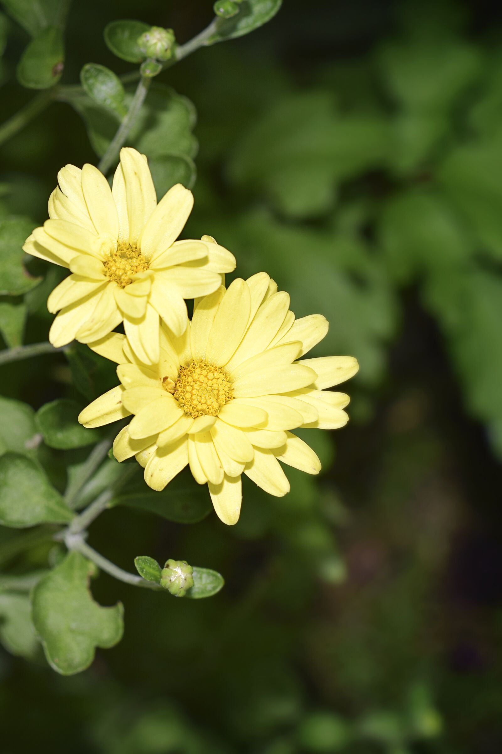 Nikon D5300 sample photo. Flower, yellow, chrysanthemum photography