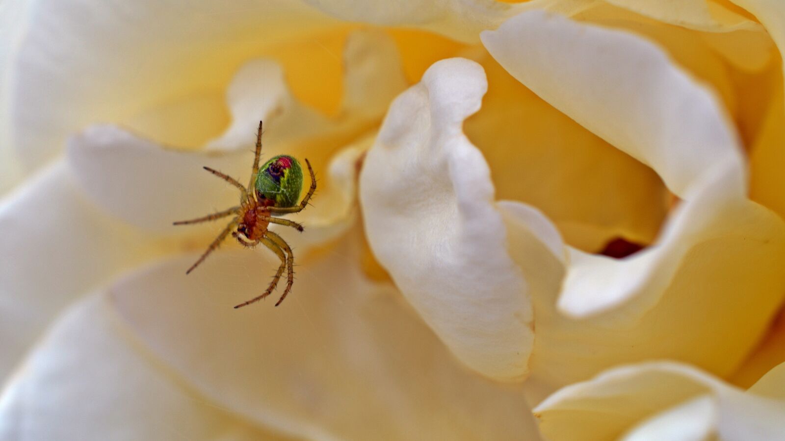 Nikon D5200 sample photo. Spider, rose, pumpkin spider photography