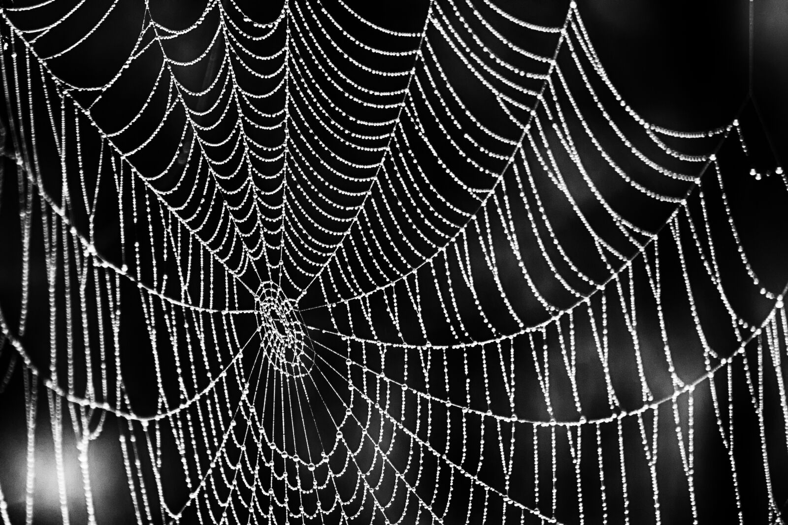 Canon EOS 400D (EOS Digital Rebel XTi / EOS Kiss Digital X) sample photo. Cobweb, spider, close up photography