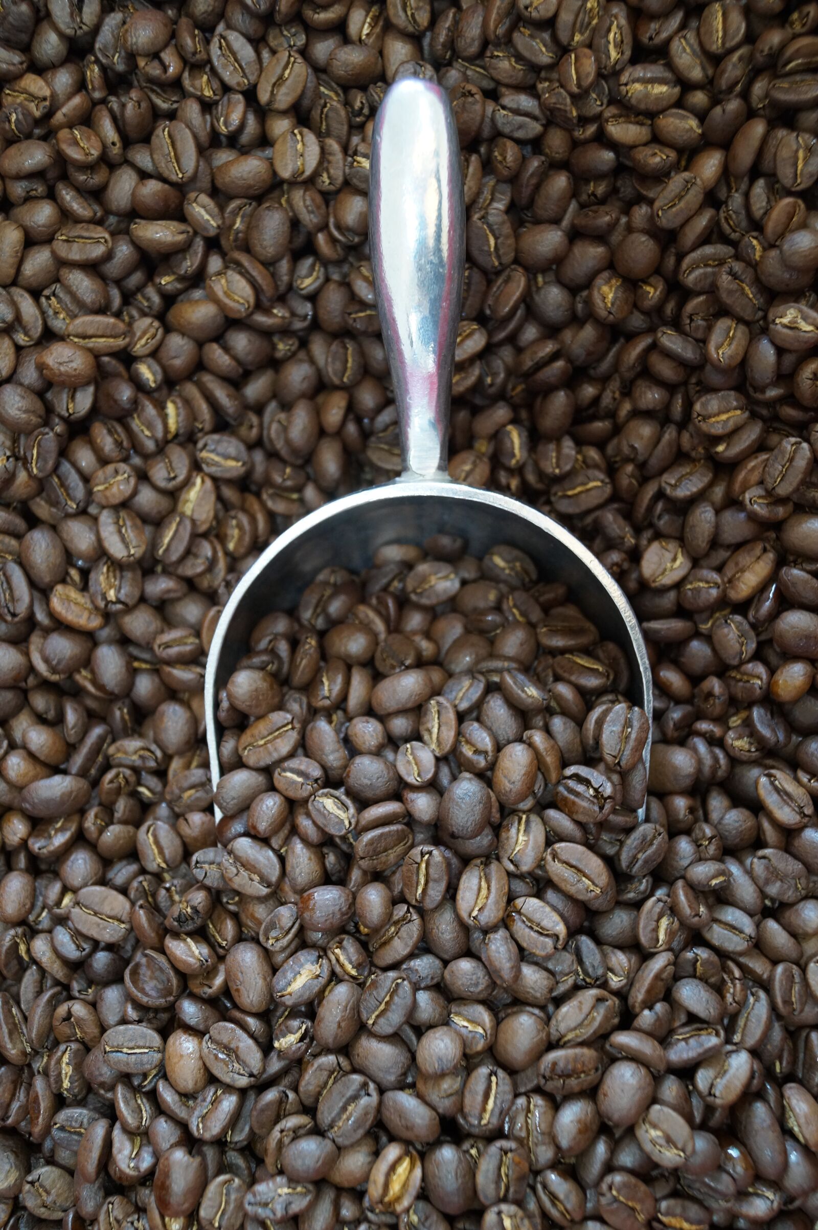 Sony DT 18-55mm F3.5-5.6 SAM II sample photo. Bean, coffee bean, coffee photography