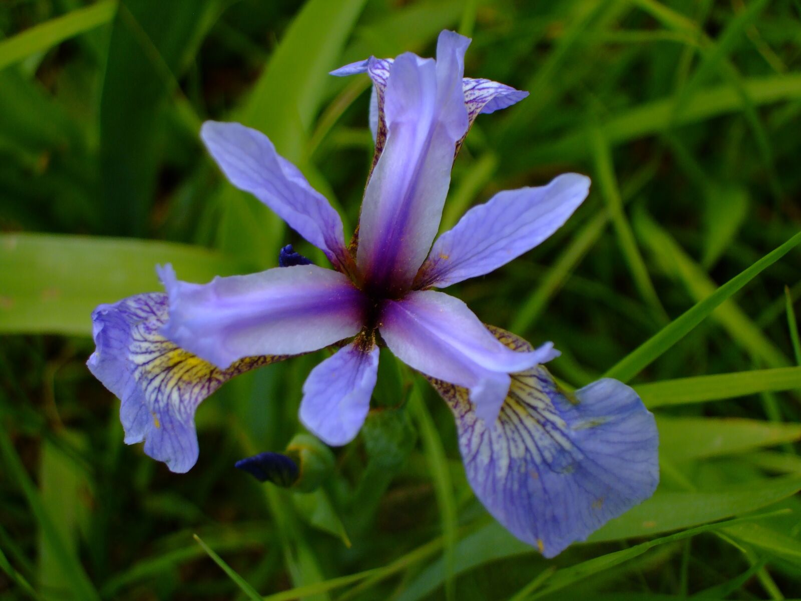 Fujifilm FinePix F40fd sample photo. Iris, flower, purple photography
