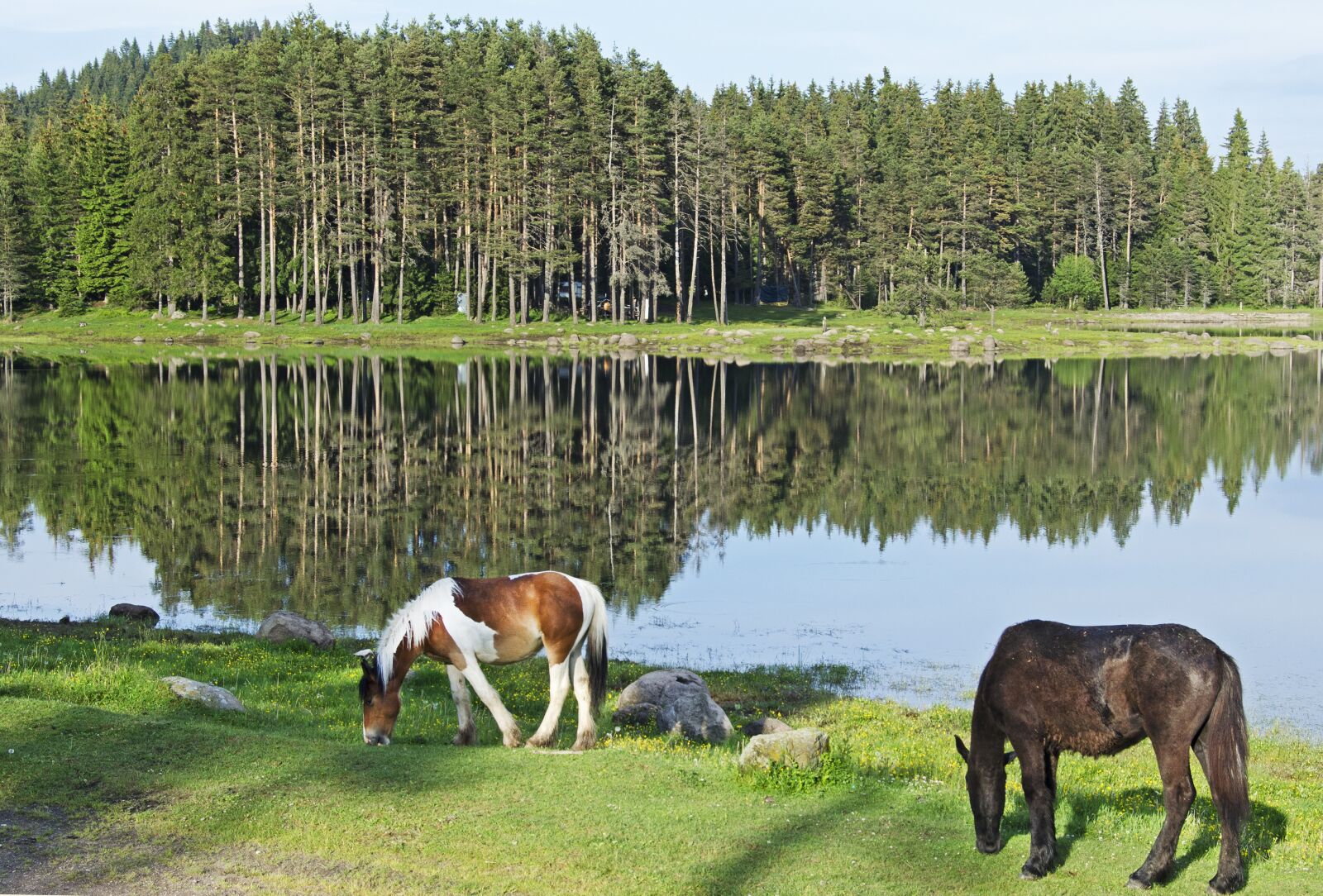 Nikon D5100 sample photo. Paint horse, horse, horses photography
