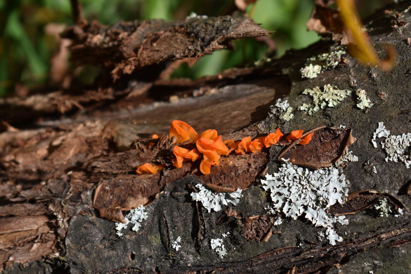 Nikon D3400 sample photo. Mushroom, red, moss photography