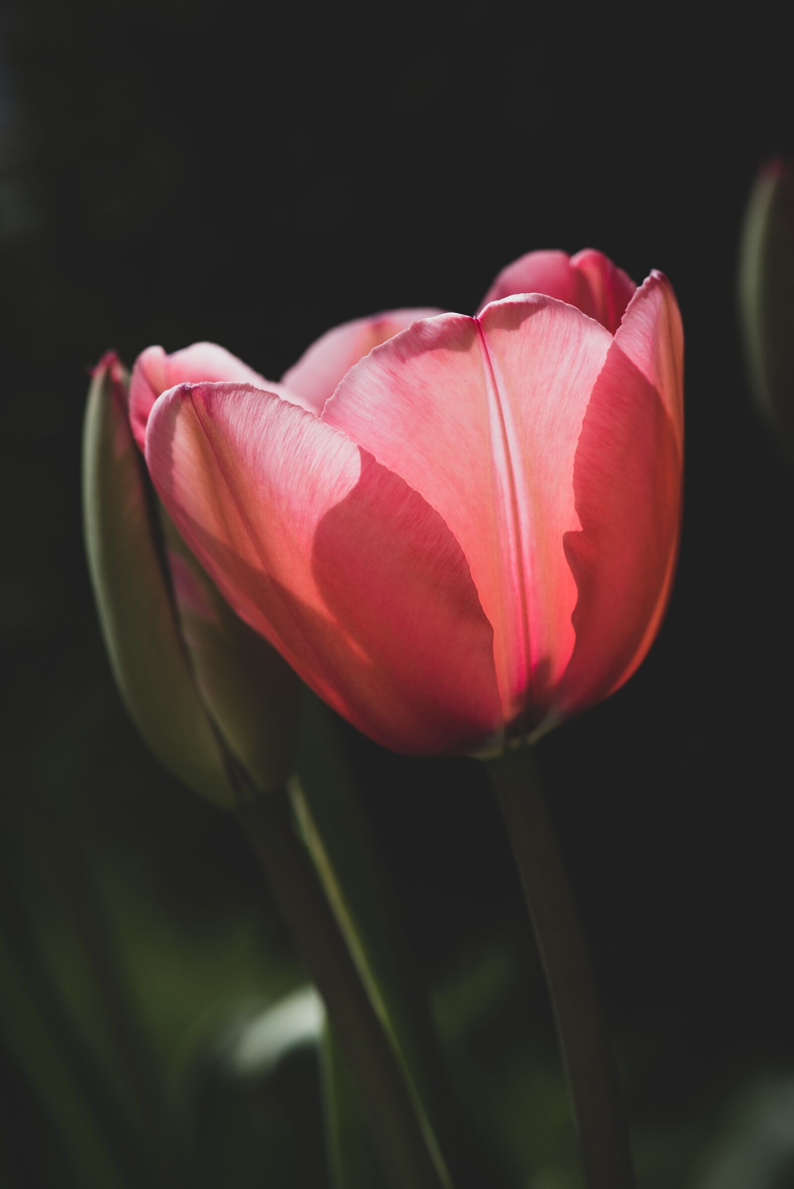 Nikon D750 sample photo. Tulip, flower, red photography